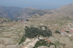 CEDARS-FOREST-1-min